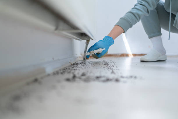 Trusted Elwood, KS Pest Control Experts